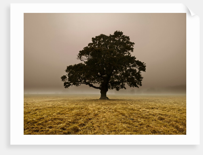 Single Tree in mist and fog by Assaf Frank